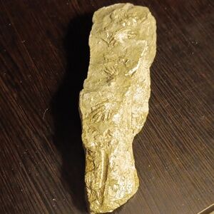 FOSSILS FROM ENGLAND